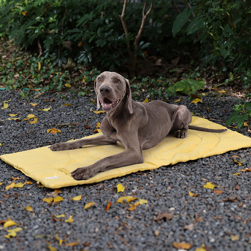 حصيرة الحيوانات الأليفة المحمو - مراجعة Outdoor Rug Waterproof وسعره